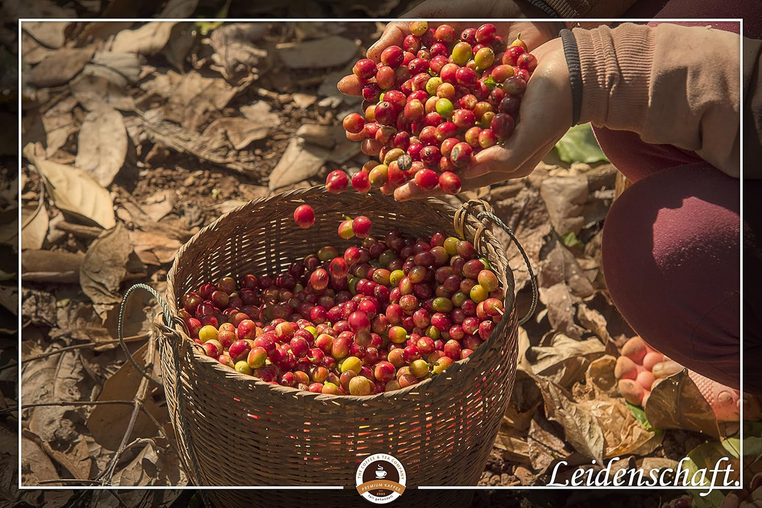 Specialkaffe från Sydamerika - Galapagos, öarnas unika ekosystem (1 000 gram, hela bönor) - kaffe med ett ursprung - premiumkaffe - låg syra - lätt rostat och färskt