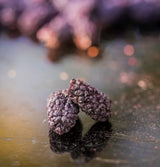Blackberry BRIX | Naturliga torkade björnbär 95 g | Great Taste Award för torkad frukt | Icke-GMO, glutenfri, vegan, konserverade vitaminer Naty Shop Dehydrerade produkter