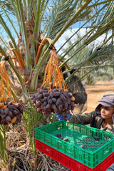 NABALI FAIRKOST FÖR ALLA Dadlar Medjool Medjoul från Palestina - 100% naturlig vegansk aromatisk traditionell färsk och orientalisk I utan konserveringsmedel 5 kg (1 förpackning), Small/Medium Dehydrerade produkter Naty Shop