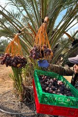 NABALI FAIRKOST FÖR ALLA Medjoul - Medjool Dadlar Val I - 100% naturlig aromatisk fräsch orientalisk mjuk I söt som honung och karamelliserad I Ursprung: Palestina I (1x1KG) Dehydrerade produkter Naty Shop