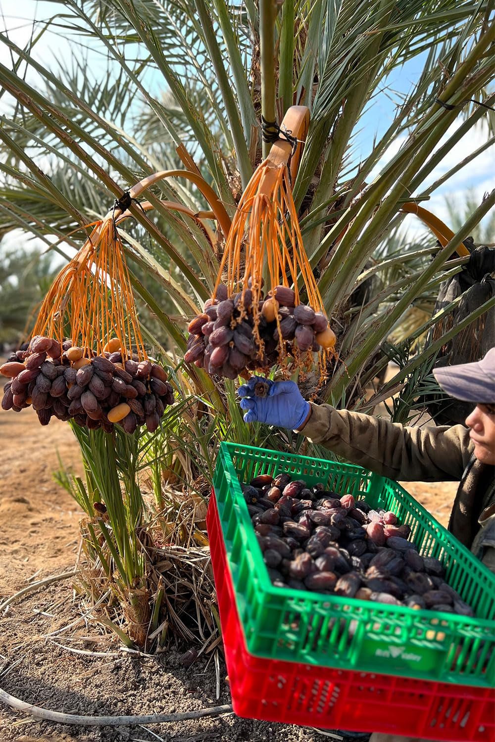 NABALI FAIRKOST FÖR ALLA Medjoul - Medjool Dadlar Val I - 100% naturlig aromatisk fräsch orientalisk mjuk I söt som honung och karamelliserad I Ursprung: Palestina I (1x1KG) Dehydrerade produkter Naty Shop