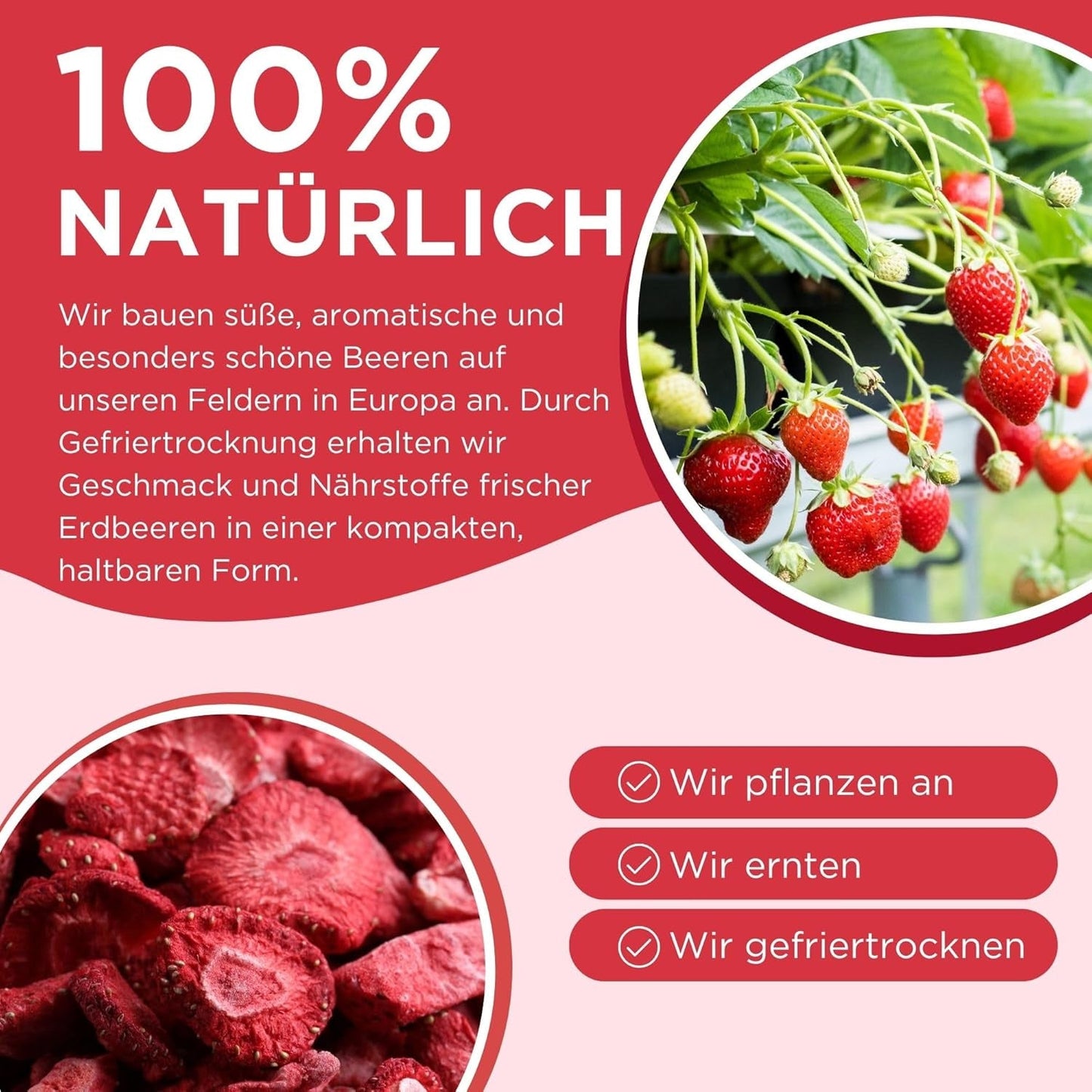 Sommar frystorkade jordgubbar - förpackning om 5 - sockerfria, 100 % naturliga, läckra knapriga mellanmål för barn och vuxna, perfekt för flingor och lunchlådor (55g) Dehydrerade produkter Naty Shop