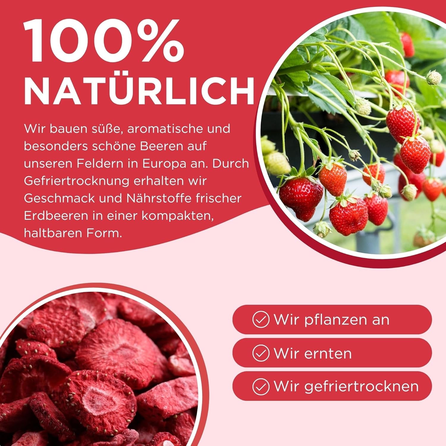 Sommar frystorkade jordgubbar - förpackning om 5 - sockerfria, 100 % naturliga, läckra knapriga mellanmål för barn och vuxna, perfekt för flingor och lunchlådor (55g) Dehydrerade produkter Naty Shop