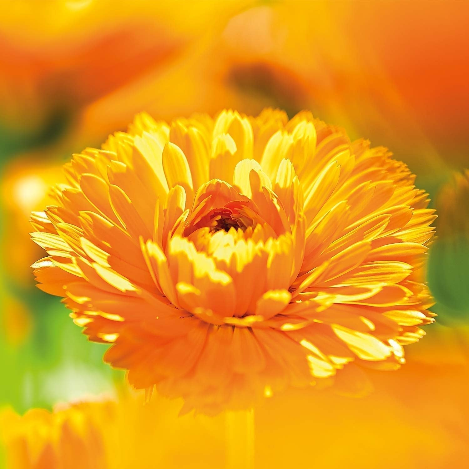 WELEDA Organic Baby Calendula Care Cream Body & Face 30ml - Ansiktskräm / hudkräm för naturlig kosmetika med sesamolja och lanolin för torr hudvård. Fuktgivande vårdkräm för spädbarn och barn Barn - Bad och Hudvård Naty Shop
