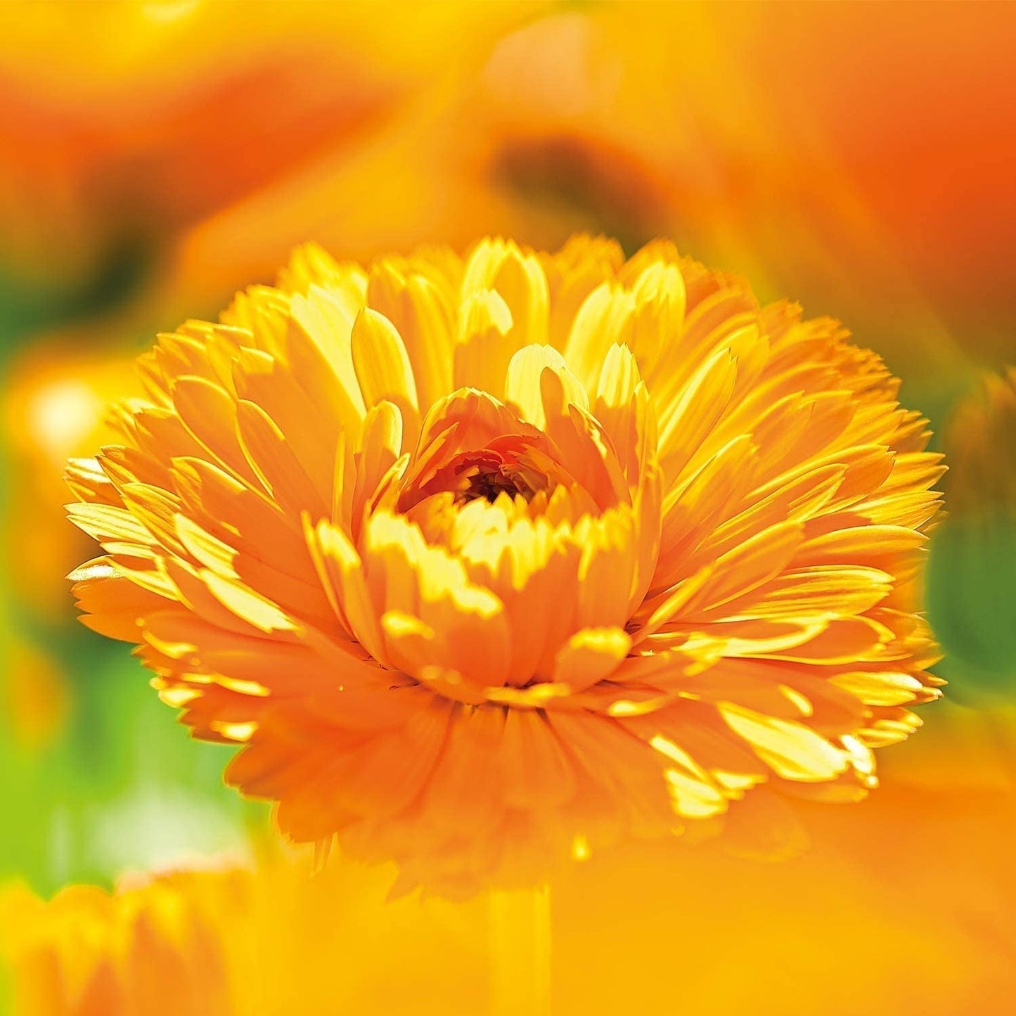 WELEDA Organic Baby Calendula Care Milk - Naturlig kosmetisk kroppslotion med mandelolja och bivax för vård och rengöring av torr babyhud. Delikat hudvårdslotion för spädbarn och barn (1x 200ml) Barn - Bath and Skincare Naty Shop